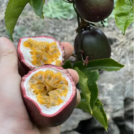 Interior de una fruta de la pasión orgánica