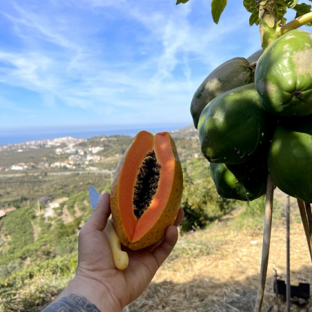 Ökologisch angebaute Papayas in Malaga