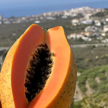 Vista in sezione di una papaya biologica