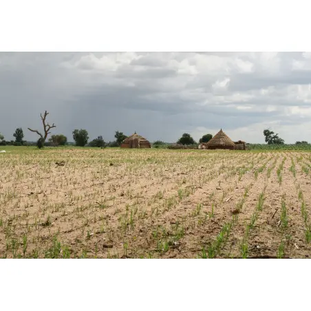 planting of tiger nuts