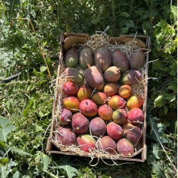 Organic giant mangoes from Spain | Rufino Andalousie