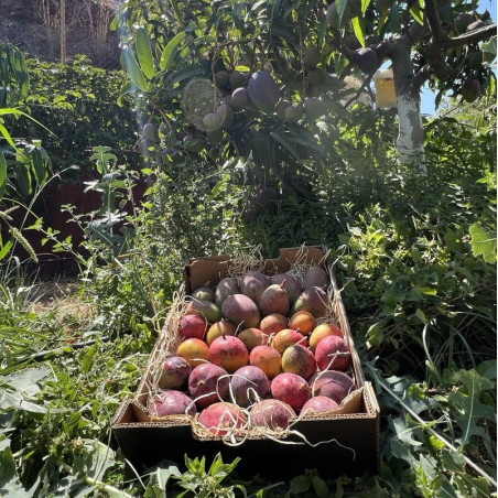 Organic giant mangoes from Spain | Rufino Andalousie