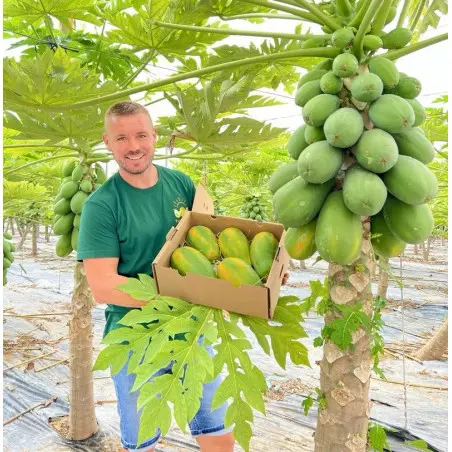 Bio-Papayas aus Spanien (5 kg)