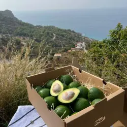 Aguacate Orgánico de España (5 Kg)