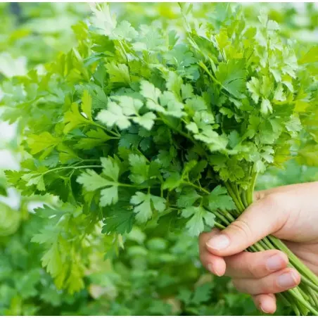 Hydroponics Training at Home - Les Sourciers Farm