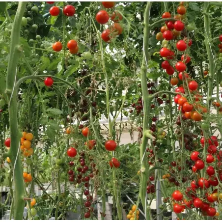 Hydroponics Training at Home - Les Sourciers Farm