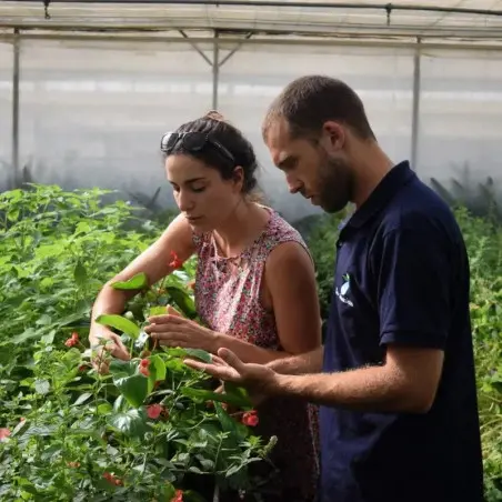 Hydroponics Training at Home - Les Sourciers Farm