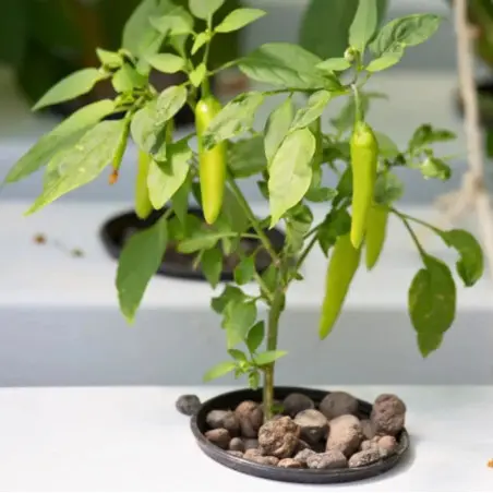 Hydroponics Training at Home - Les Sourciers Farm