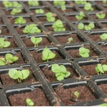 Hydroponics Training at Home - Les Sourciers Farm