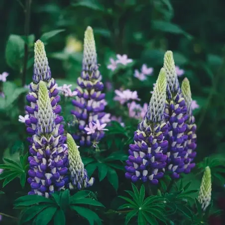 lupin fleurs