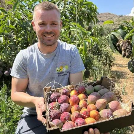 Organic Keitt mangoes from Spain | Iulian Andalousia