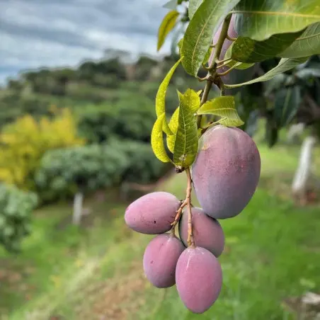 Bio-Osteen-Mangos aus Spanien - 4 kg