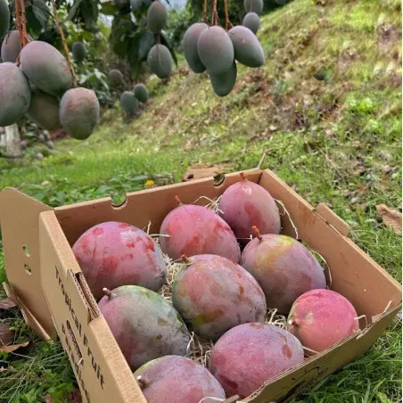 Mango Biologisch (5 kg)