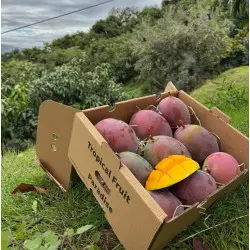 Organic Keitt mangoes from Spain | Iulian Andalousia