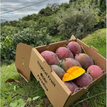 Mango Biologisch (5 kg)