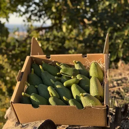 Abacate Orgânico da Espanha (5 Kg)