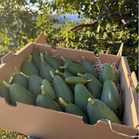 Aguacates hass BIO - España, 5 kg