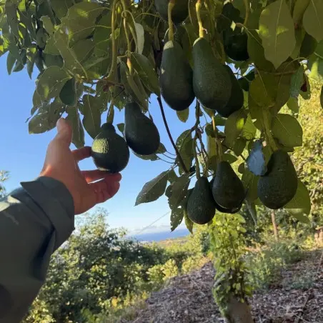 Aguacate Orgánico de España (5 Kg)