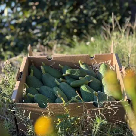 Aguacate Orgánico de España (5 Kg)