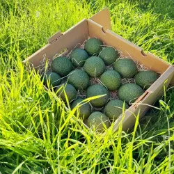 Organic avocados from Spain | Iulian Andalusia