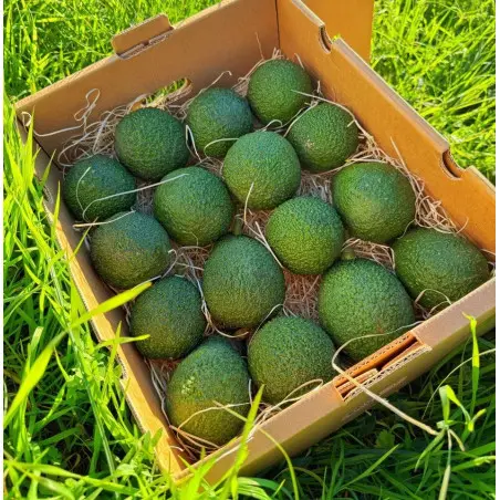 Biologische avocado's uit Spanje (5 kg)