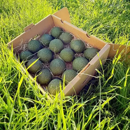 Organic avocados from Spain | Iulian Andalusia