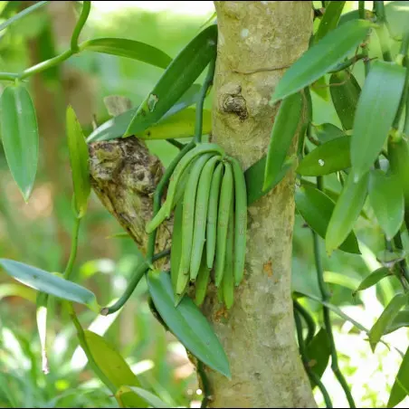 Madagaskar Bio Vanillepulver (30 g)