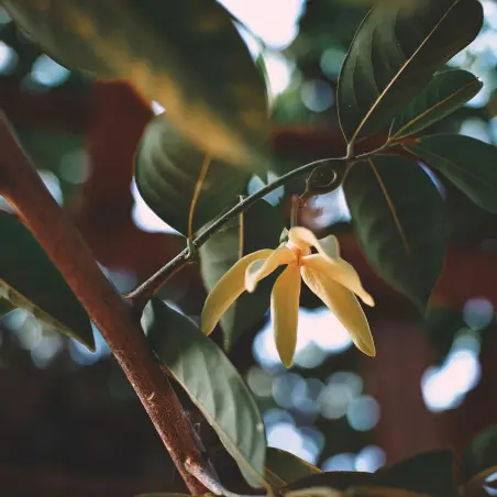 Baunilha em pó de Madagascar Bio (30 g)