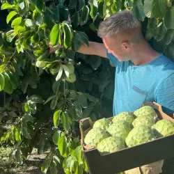 chirimoya cherimoya Spagna bio raccolta a mano