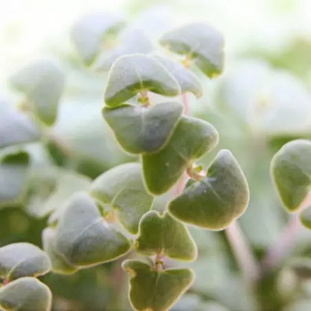 semente de chia germinada cresce