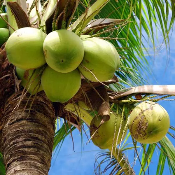 noci di cocco fresche cocoboys acqua giovane sulla palma da cocco