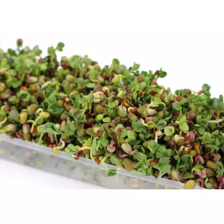 sementes germinadas para introduzir na alimentação