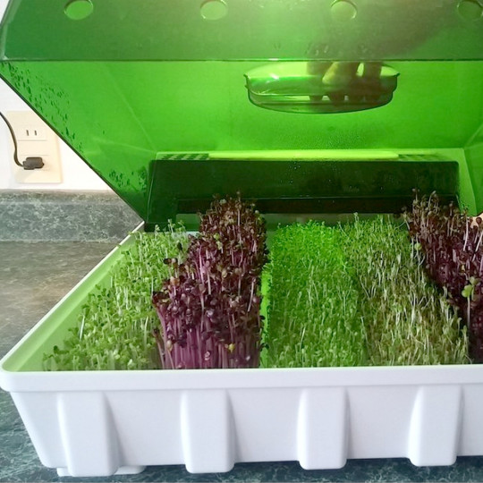 Easygreen Light Automatic Sprouter Sprouting Your Seeds