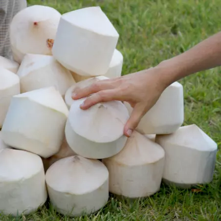 Paleta de coco fresco orgánico (caja de 9)