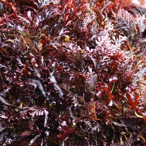 Fresh organic dulse seaweed