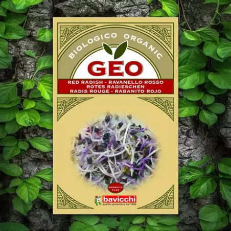 GEO sementes germinadas de rabanete vermelho