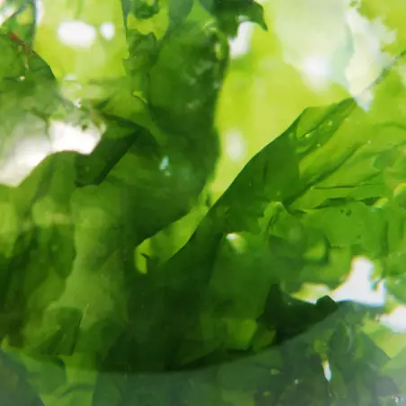 Fresh organic sea lettuce seaweed