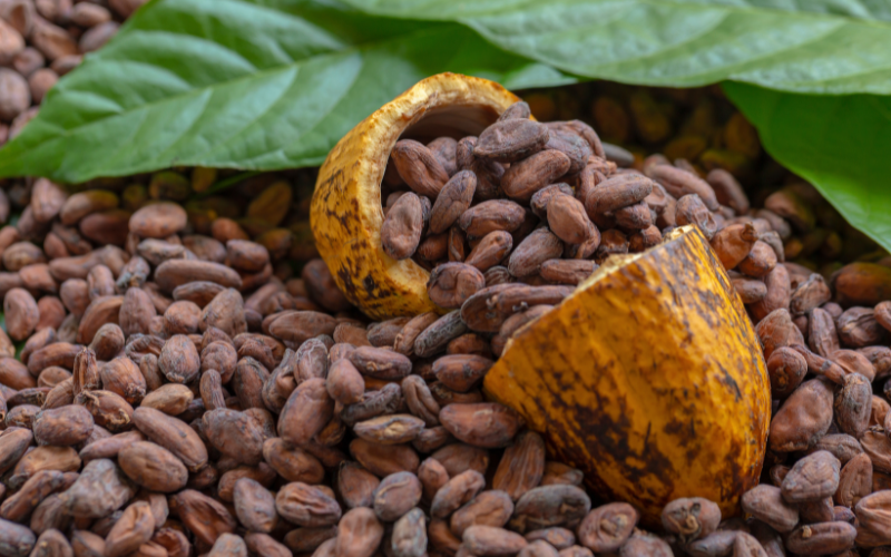 Les bienfaits du cacao cru