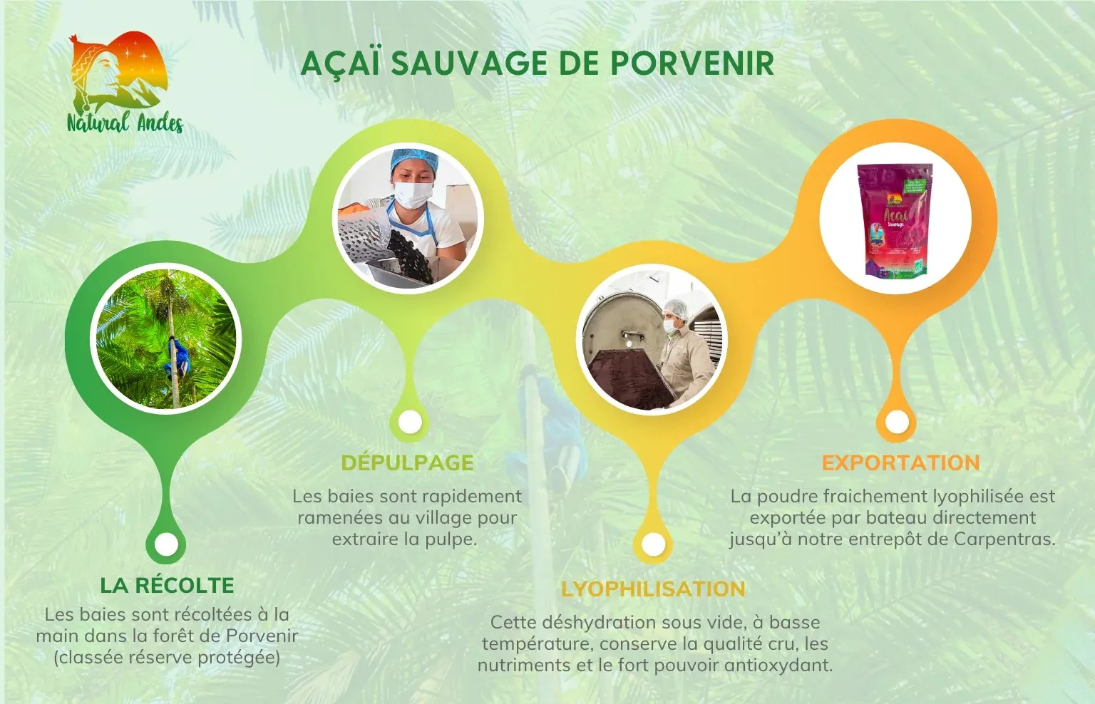 Récole açai