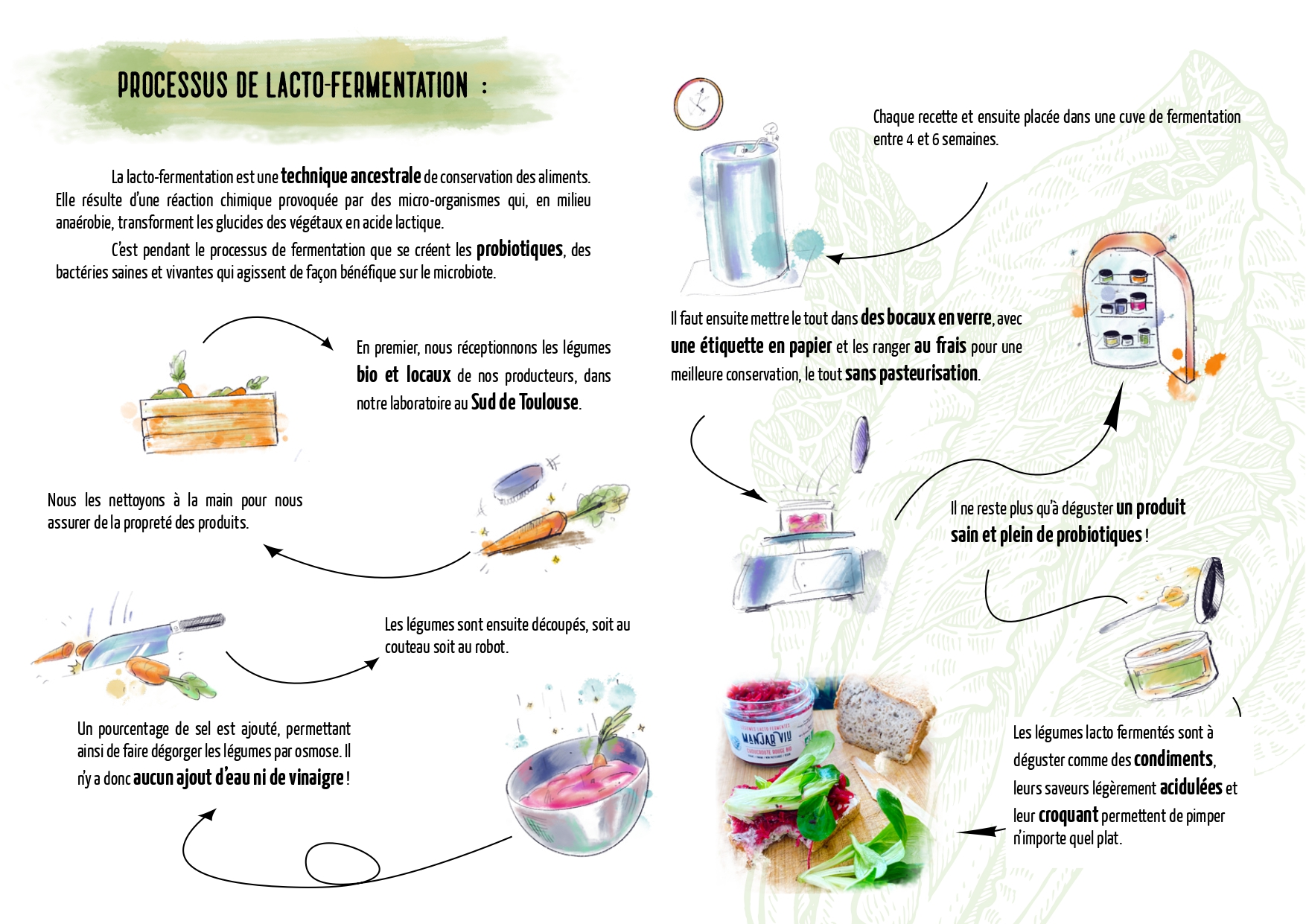 fermentation