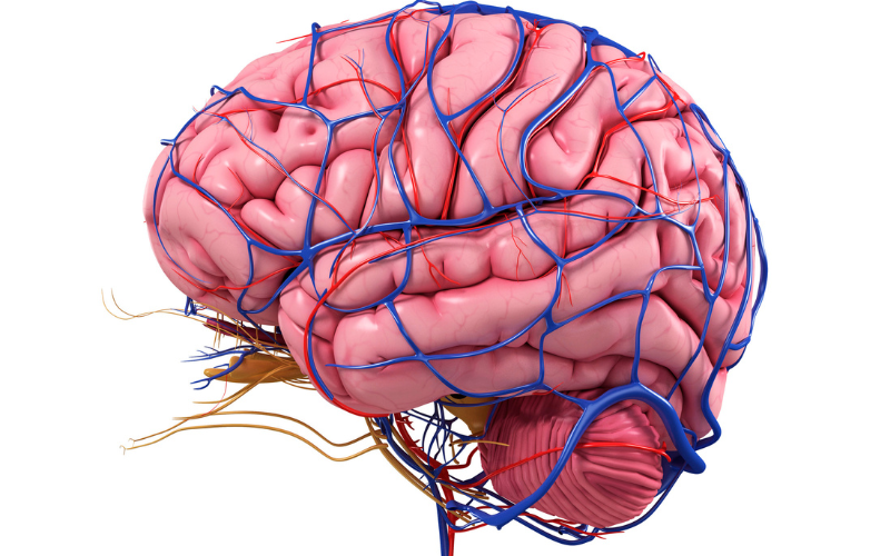 The Nervous System