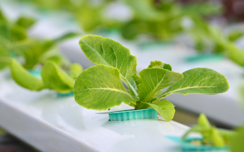 Comment démarrer votre jardin hydroponique