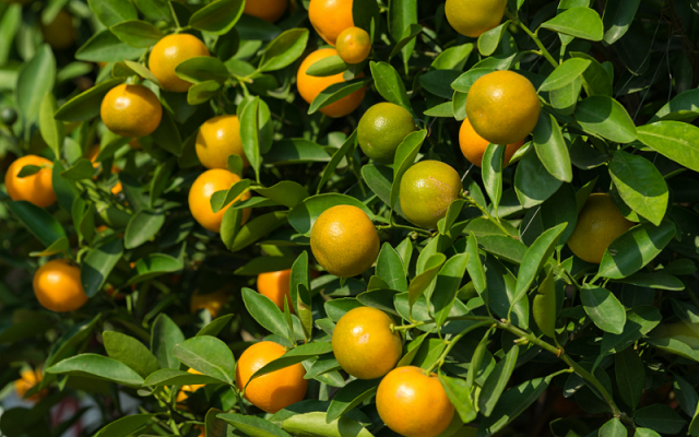 Comment cultiver un kumquat en pleine terre