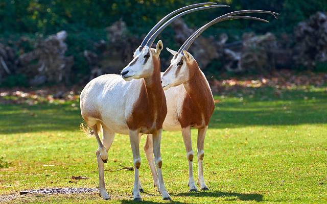 Oryx algazelle