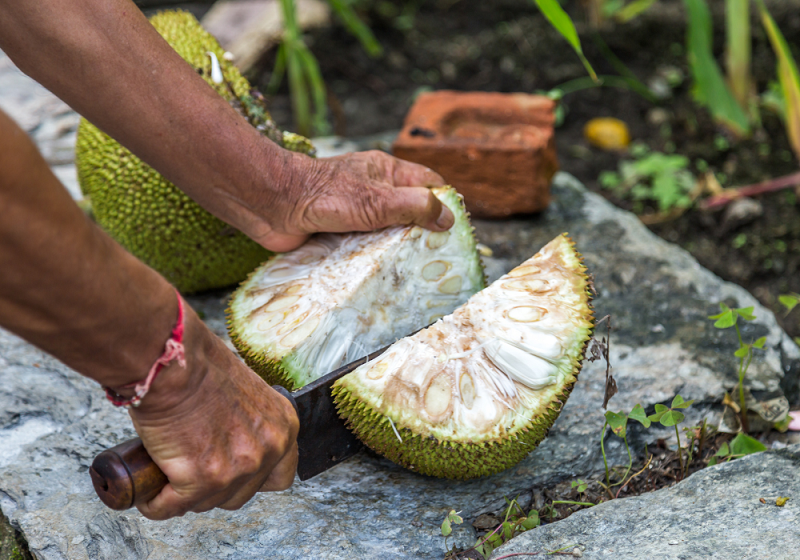 sabor del fruto del árbol de jaca