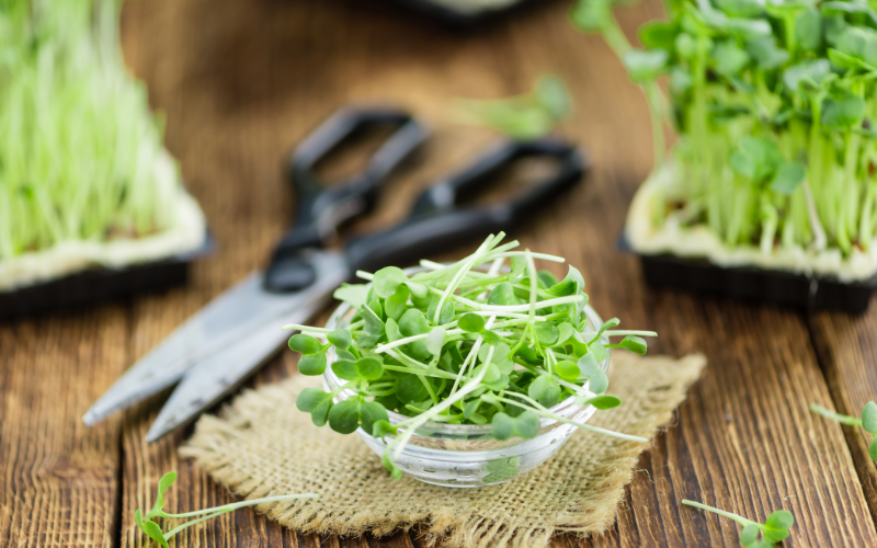 Recettes gourmandes avec les graines de cresson germées