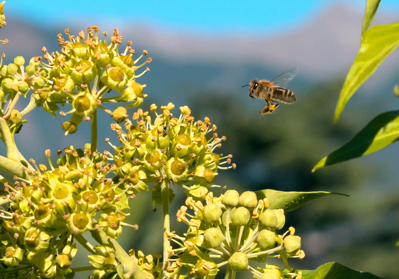 Pollen: Quels sont ses bienfaits et comment l'utiliser ? - Blog