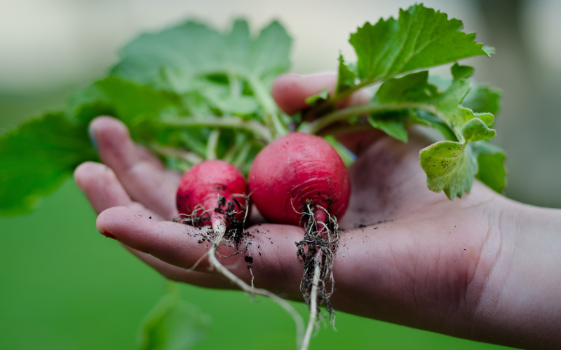 Recette facile avec le radis rose