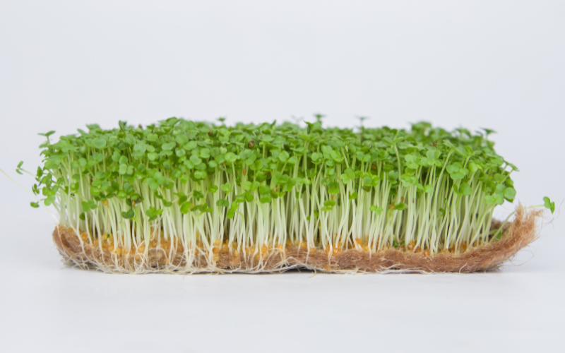 La roquette germée 