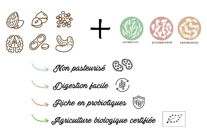 bienfaits des noix et graines fermentés